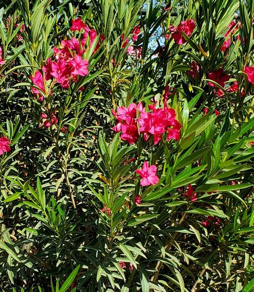 Nerium oleander 'Hardy Red'